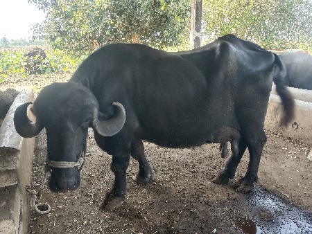 આ ભેંસ વેચવાની છે