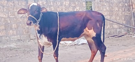 hf hodki 2 vesavani se