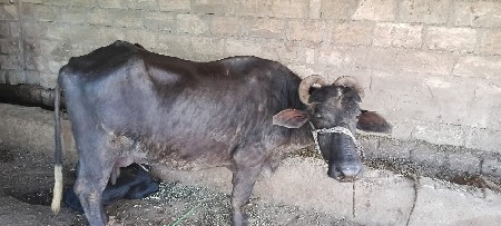 थंबनेल 3