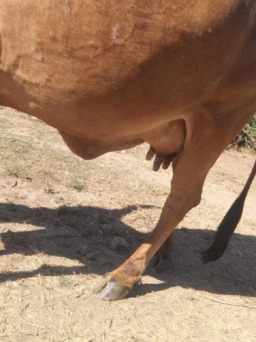 ગાય વેચવાની છે