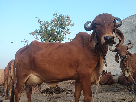 અલ્પેશભાઈ રબારી