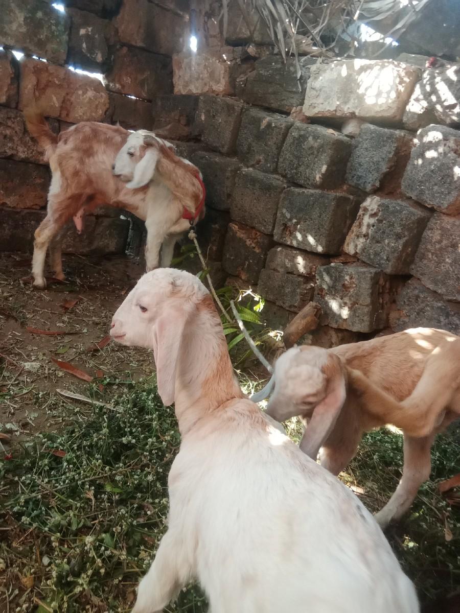 થંબનેલ 2