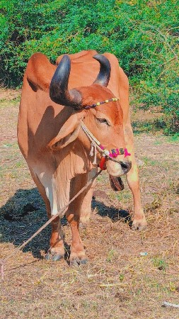 थंबनेल 3