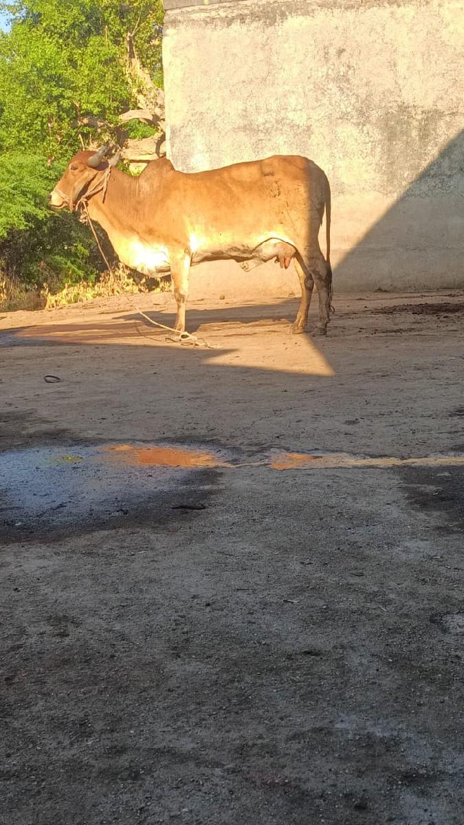 ગાય વેસવી