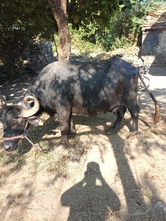 ભેસ વેચવા નીછે