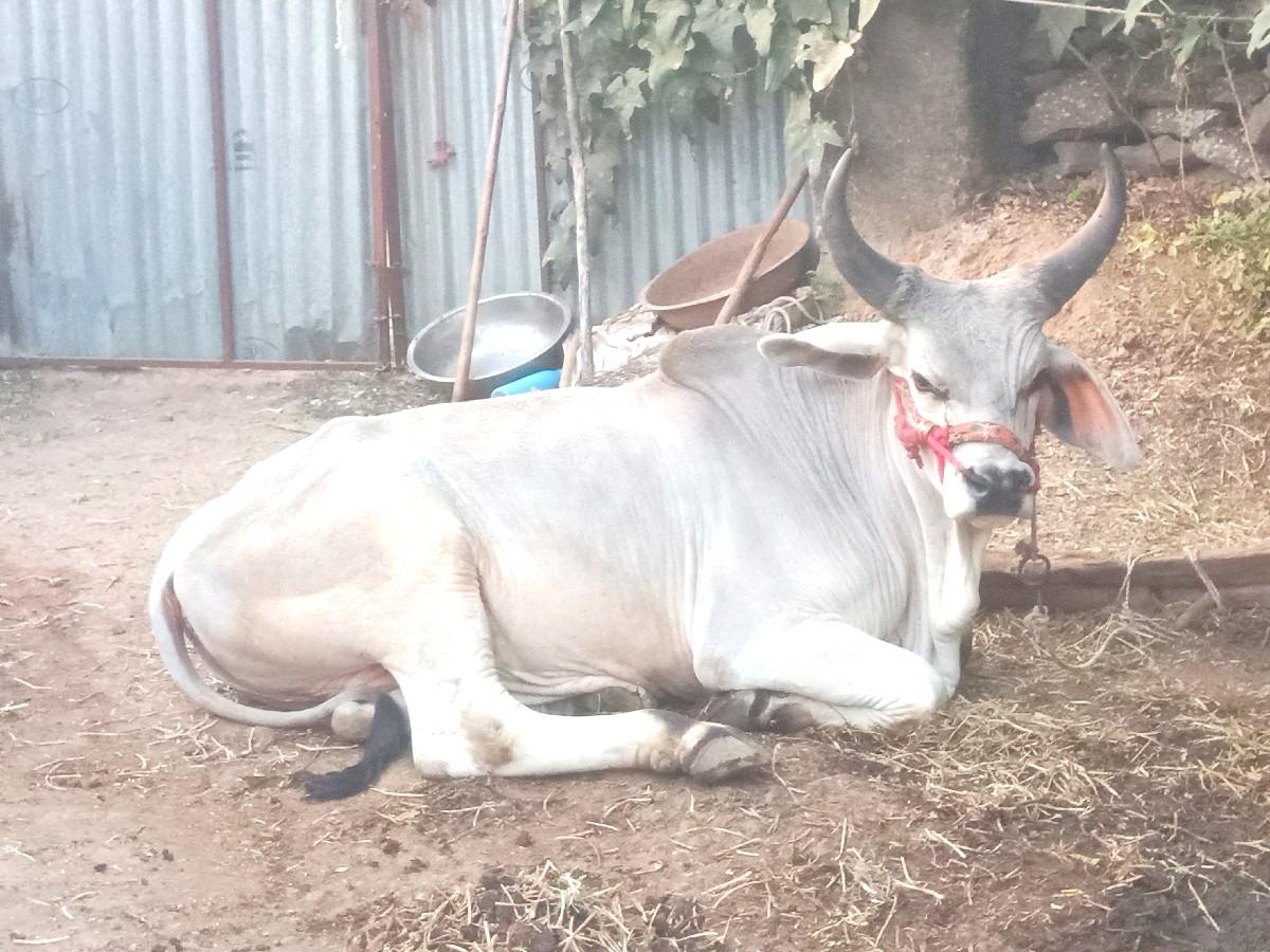 थंबनेल 6