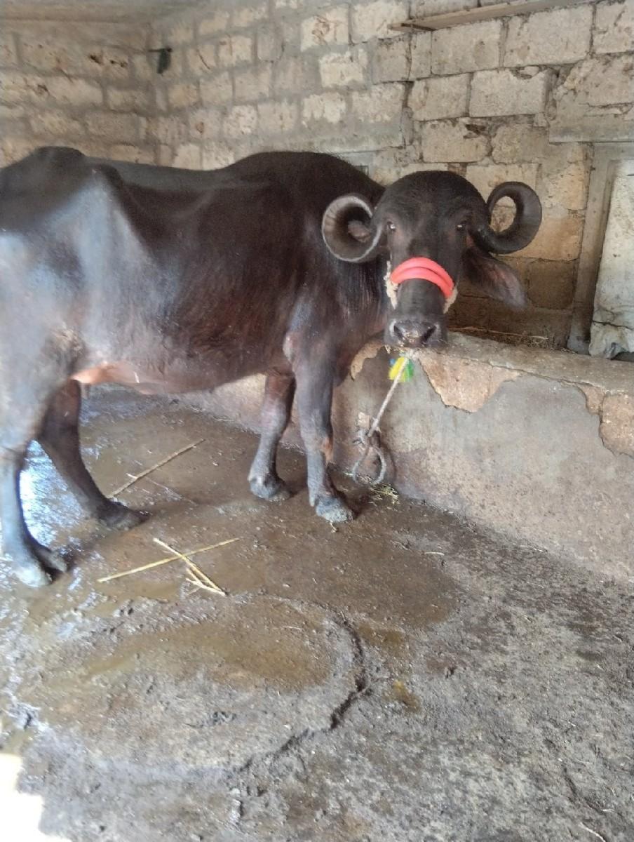 પેલું વેતર ભેંસ વેચવાની છે