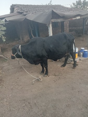 ઓરીજનલ ગીર ક્રોસ ગાય વેચવાની છે