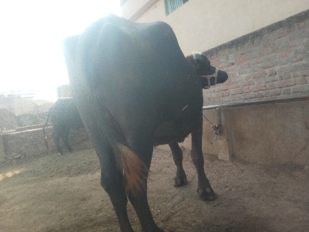 ખડેલીવેચવાનીછે