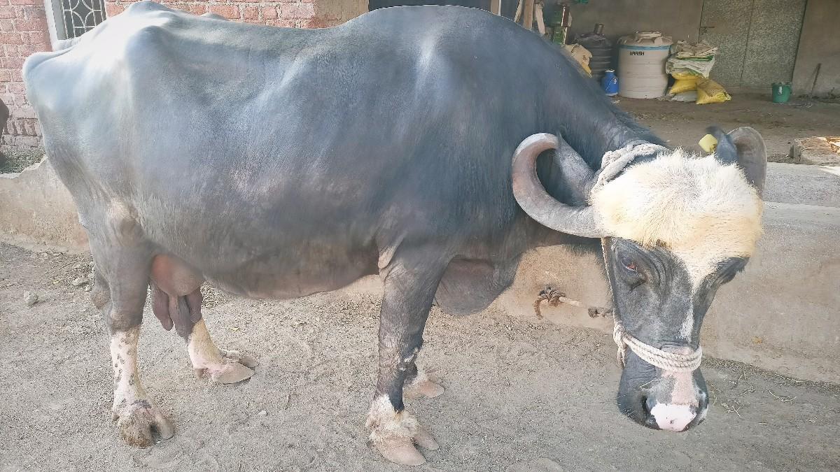 થંબનેલ 3