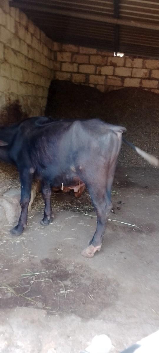 થંબનેલ 2