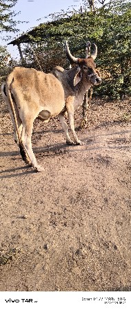 થંબનેલ 2