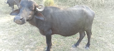 વૅસવાની છૅ