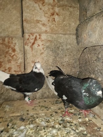 full size ma lotan black joto