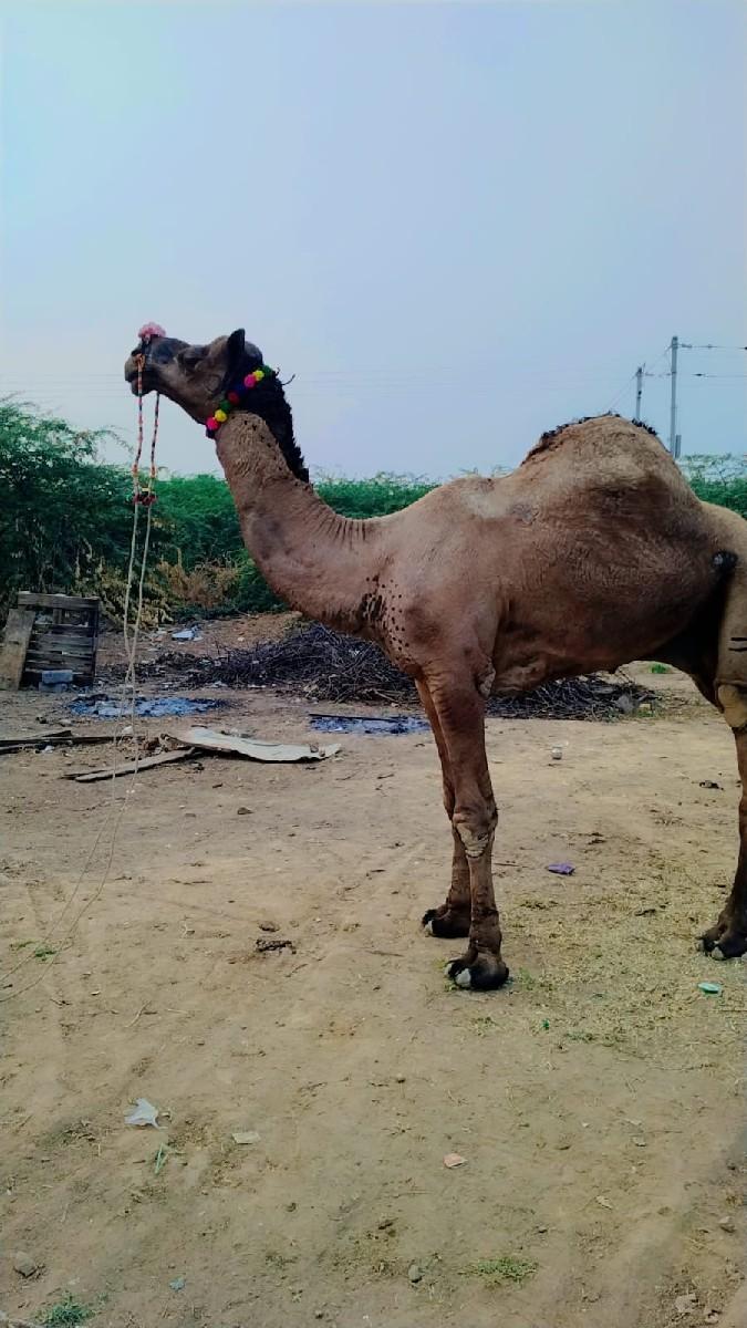 थंबनेल 3