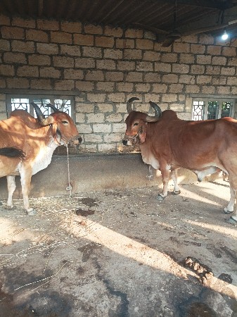 બળદ વેચવાના છે