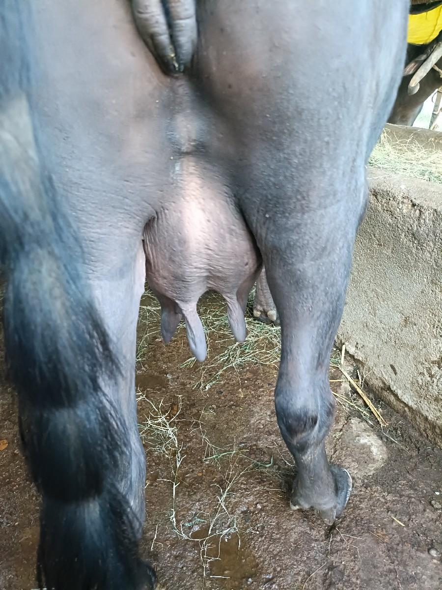 ભેંસ વેચવાની છે