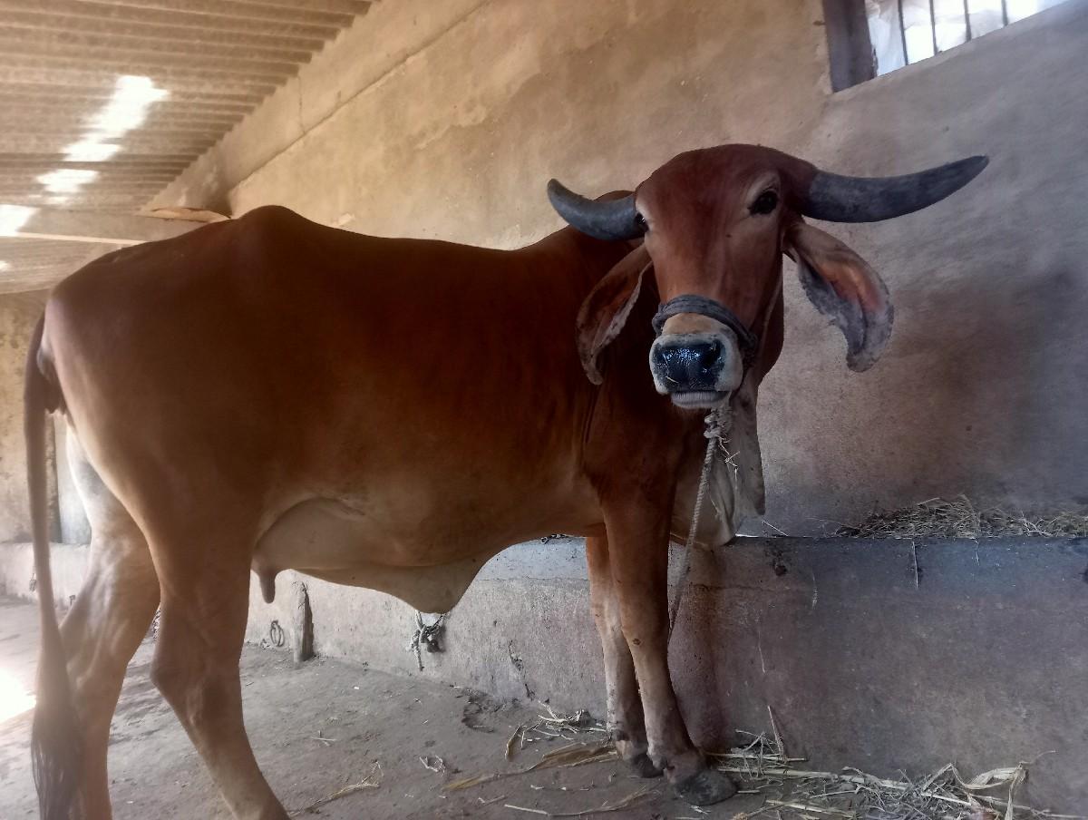 પેલું વેતર 7. 8 દીવસ ની વાર સે