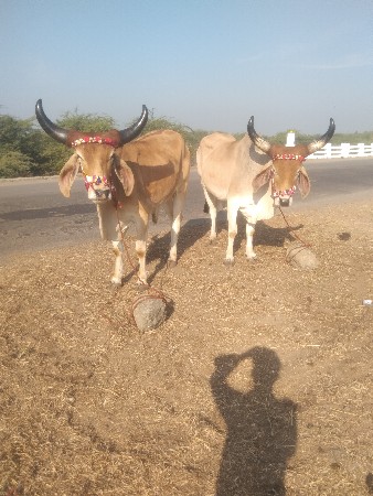 Baap Jari Thi Badi Dur Se Aana cha