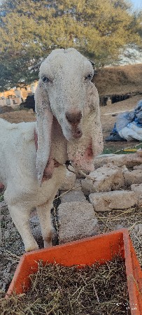 થંબનેલ 3