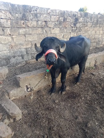 થંબનેલ 1