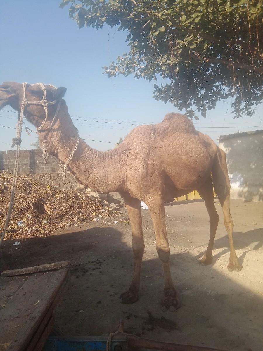 હાઢિયા ગાડી વેચવાની છે