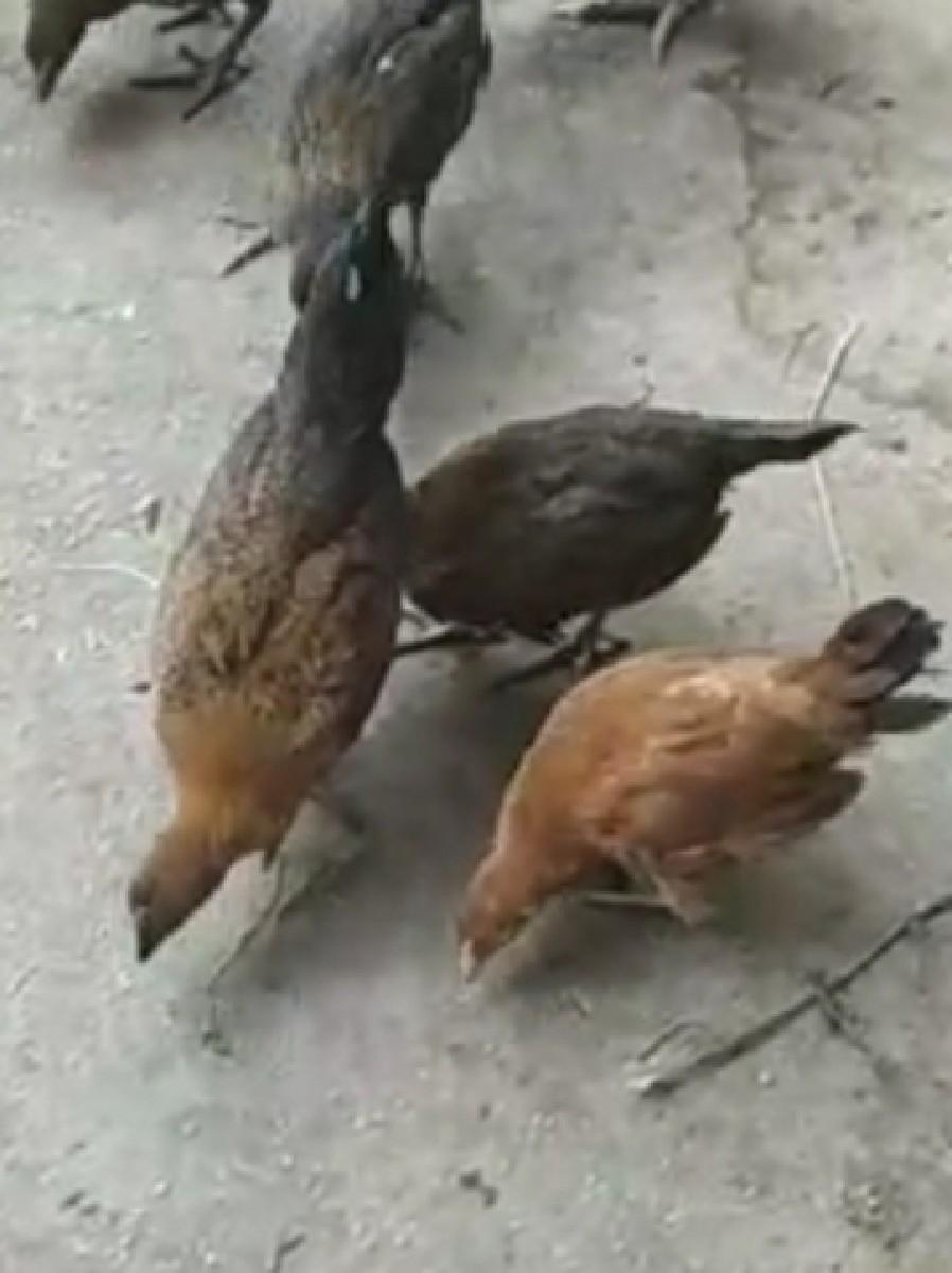 દેશી મુરઘી ના બચા વેચવાના છે