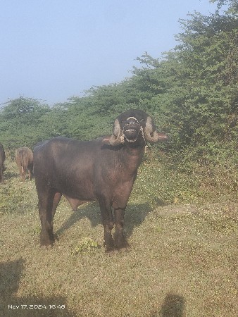 થંબનેલ 3