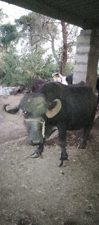 थंबनेल 3