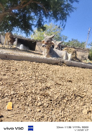 थंबनेल 2