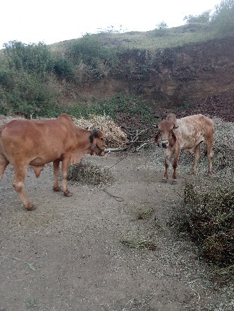 બળદ વેચવાના છે