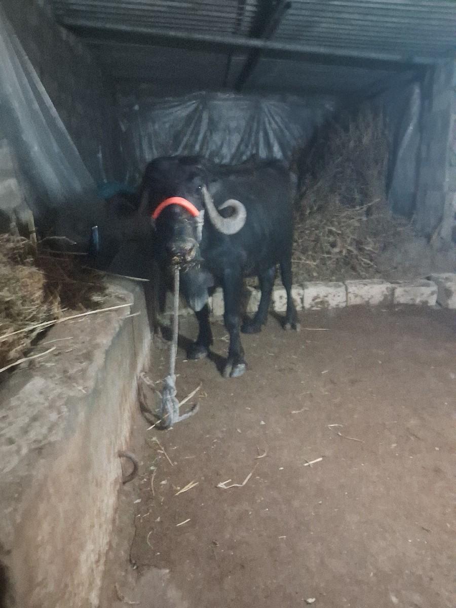 थंबनेल 4