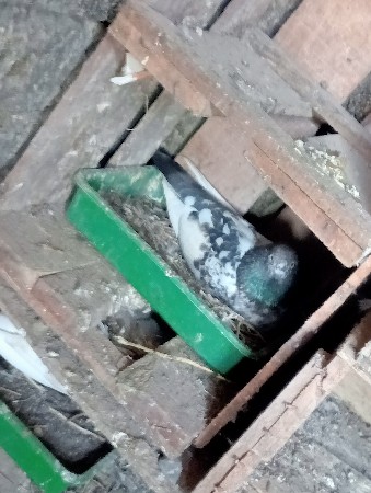 થંબનેલ 2