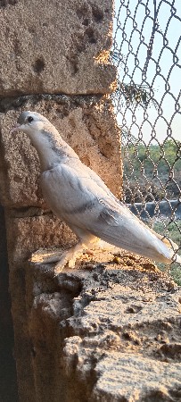 બે કબુતર ના પઠા  વેચવાના છે