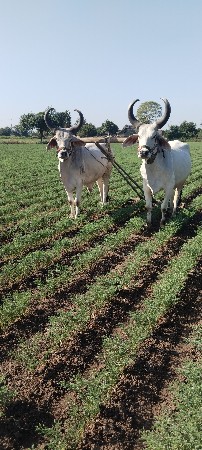 Bhatiya Raat Ho Raha