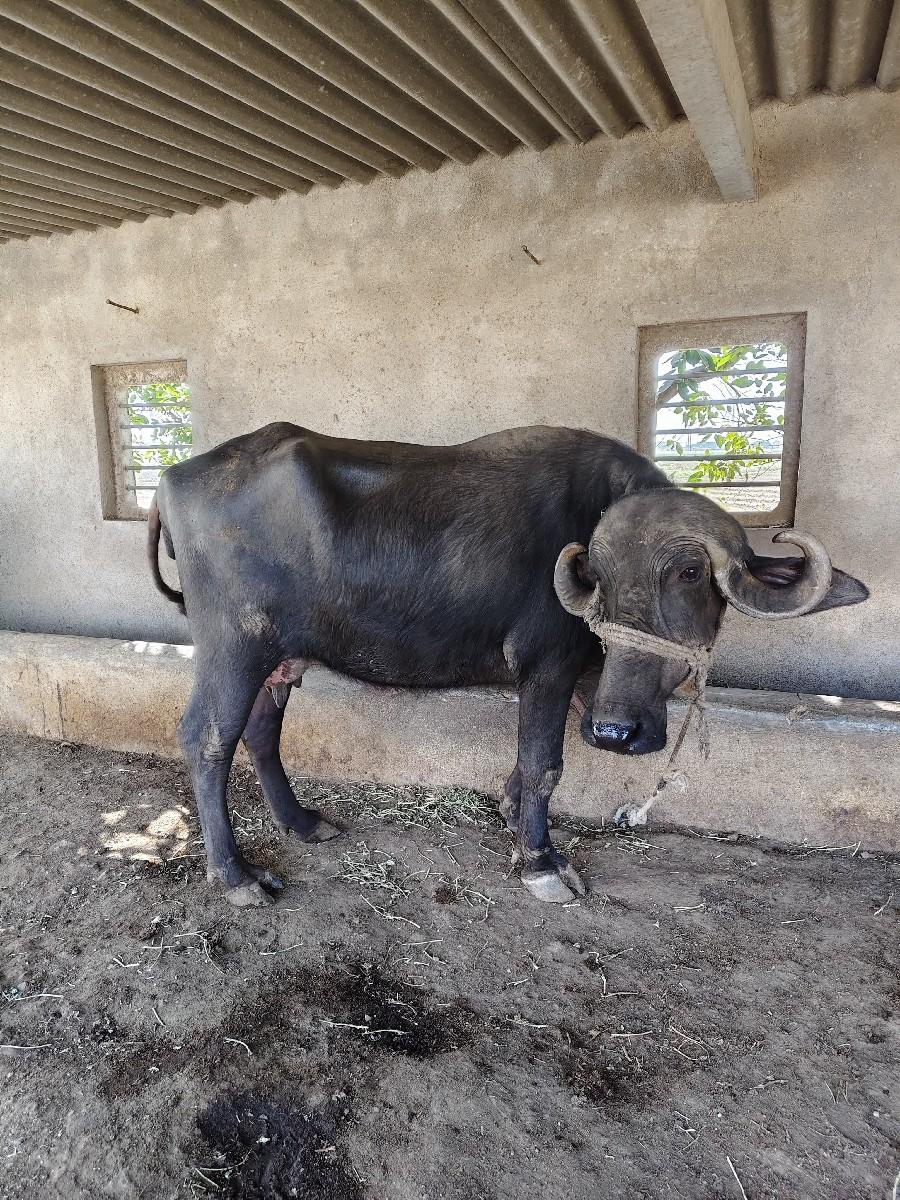 pelvetri bhesh vechvani che