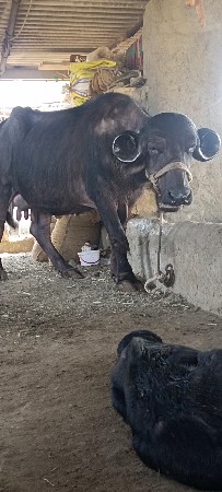 थंबनेल 2