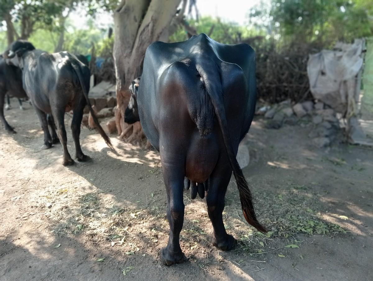 थंबनेल 3