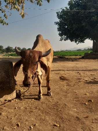 ગાય વેશવાનિછે 15દિવશ વાણેલિ છે