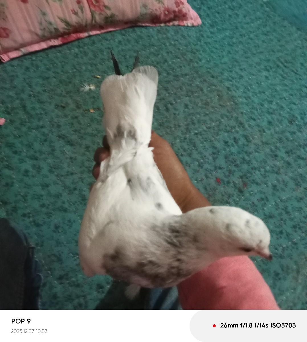 થંબનેલ 2