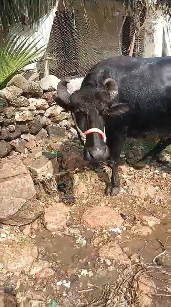 બીજા વેતનની ખડેલી વેચવાની