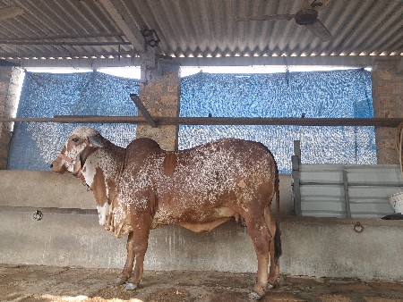 थंबनेल 3