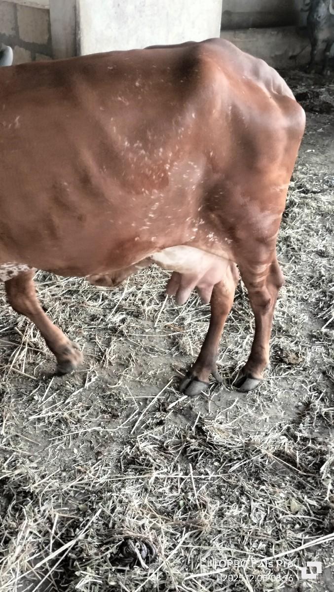 થંબનેલ 2