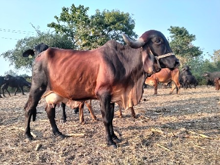 ૫ ,લીટર દુધ