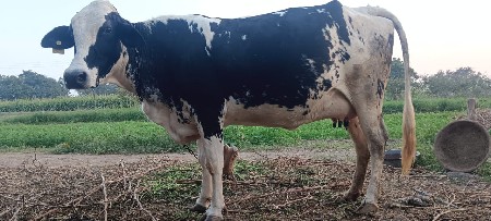 જર્સી ગાય વેચવાની છે