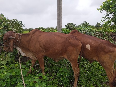 સાલું ગોધલા  દેવાના  સે