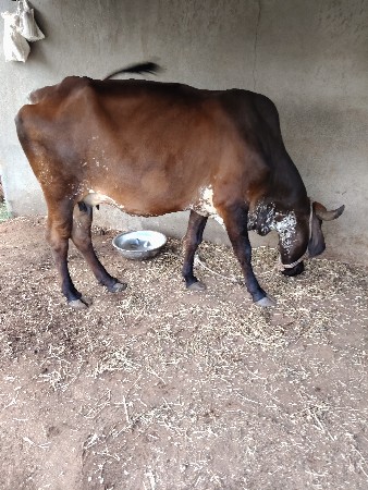 थंबनेल 3