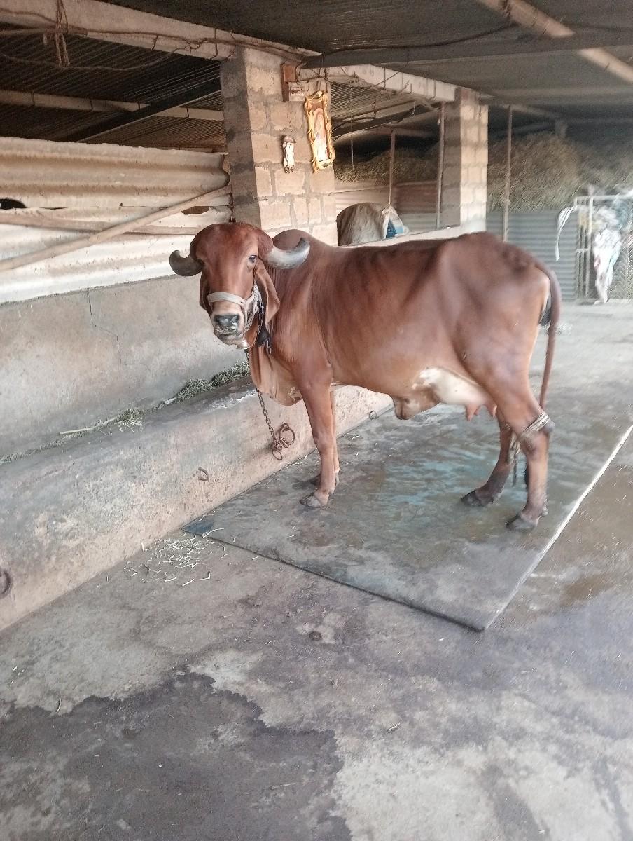 ઓળખી વેચવાની છે