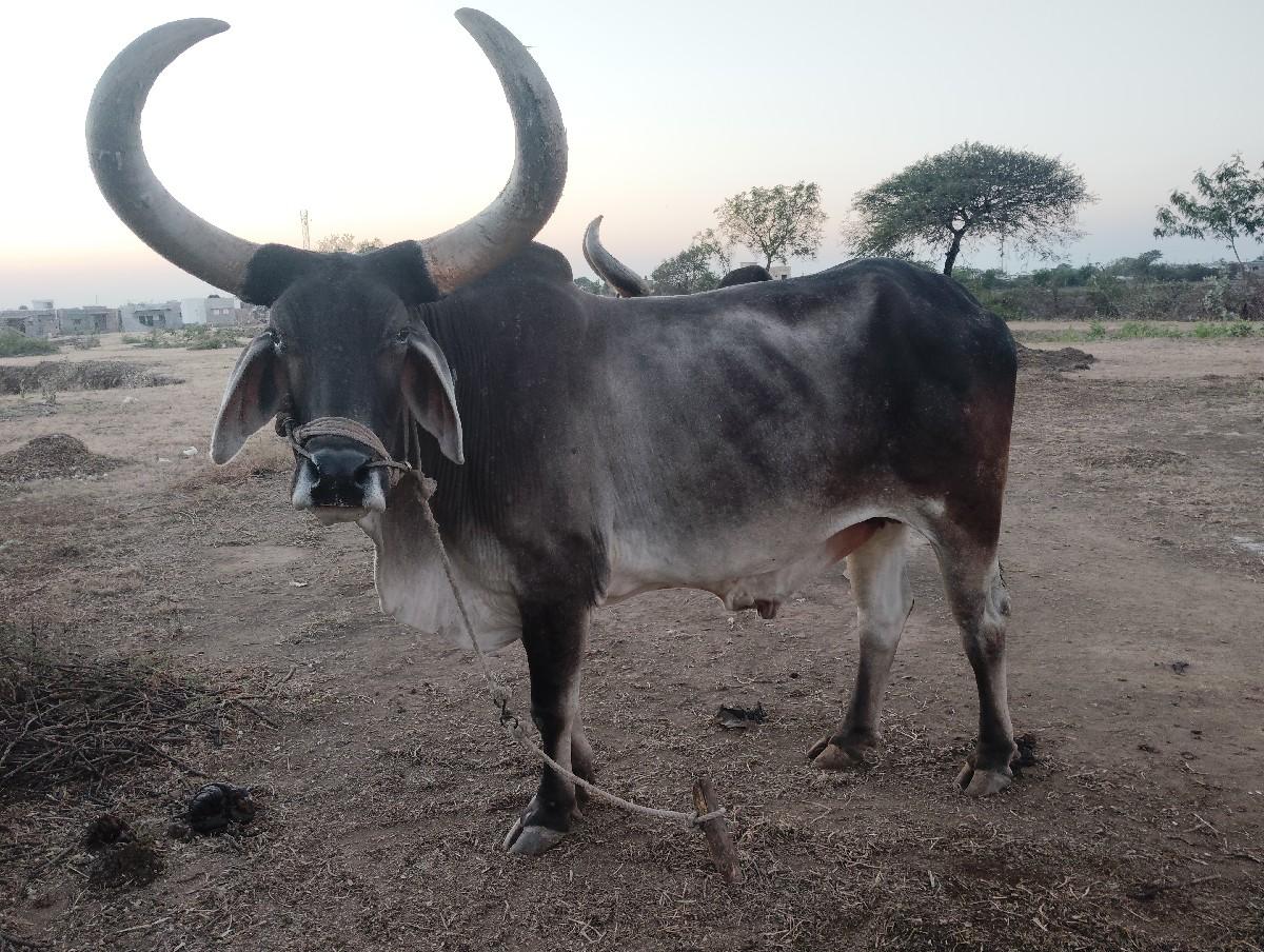 थंबनेल 2