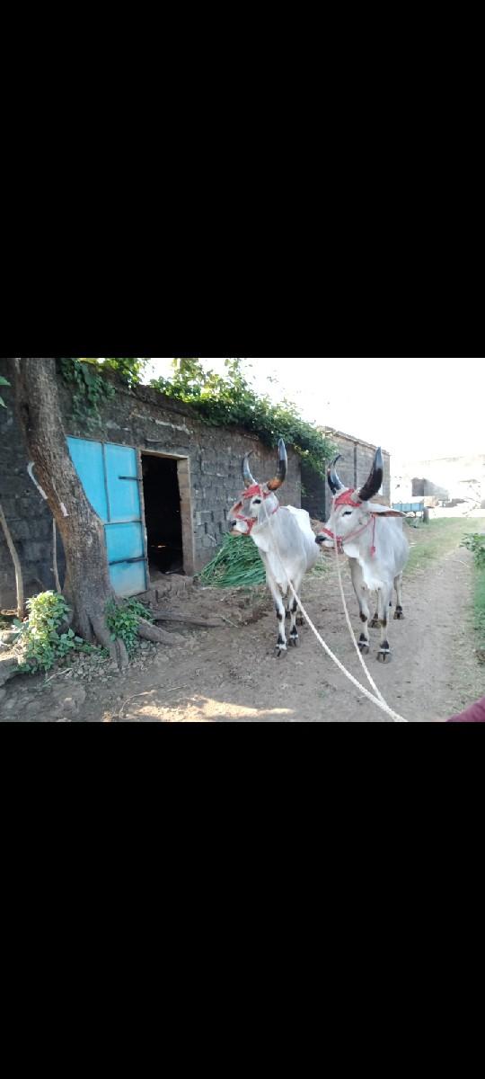 થંબનેલ 2